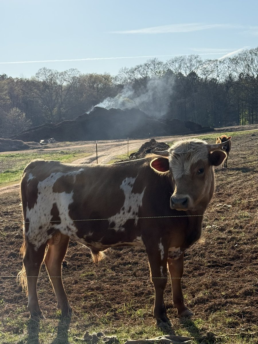 Homesteading4sovereignty tweet media