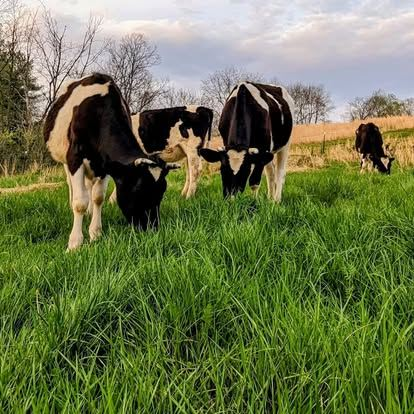 Calhoun Livestock tweet media