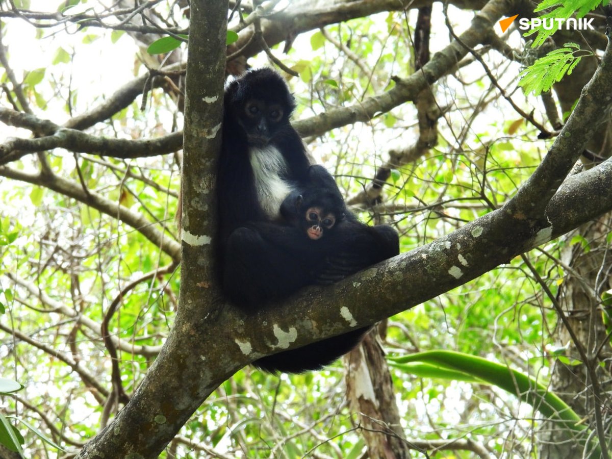 Sputnik Mundo tweet media