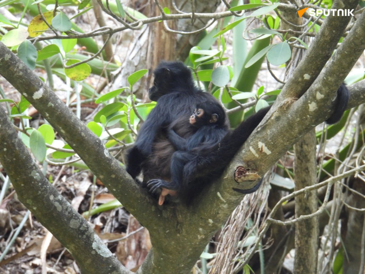 Sputnik Mundo tweet media