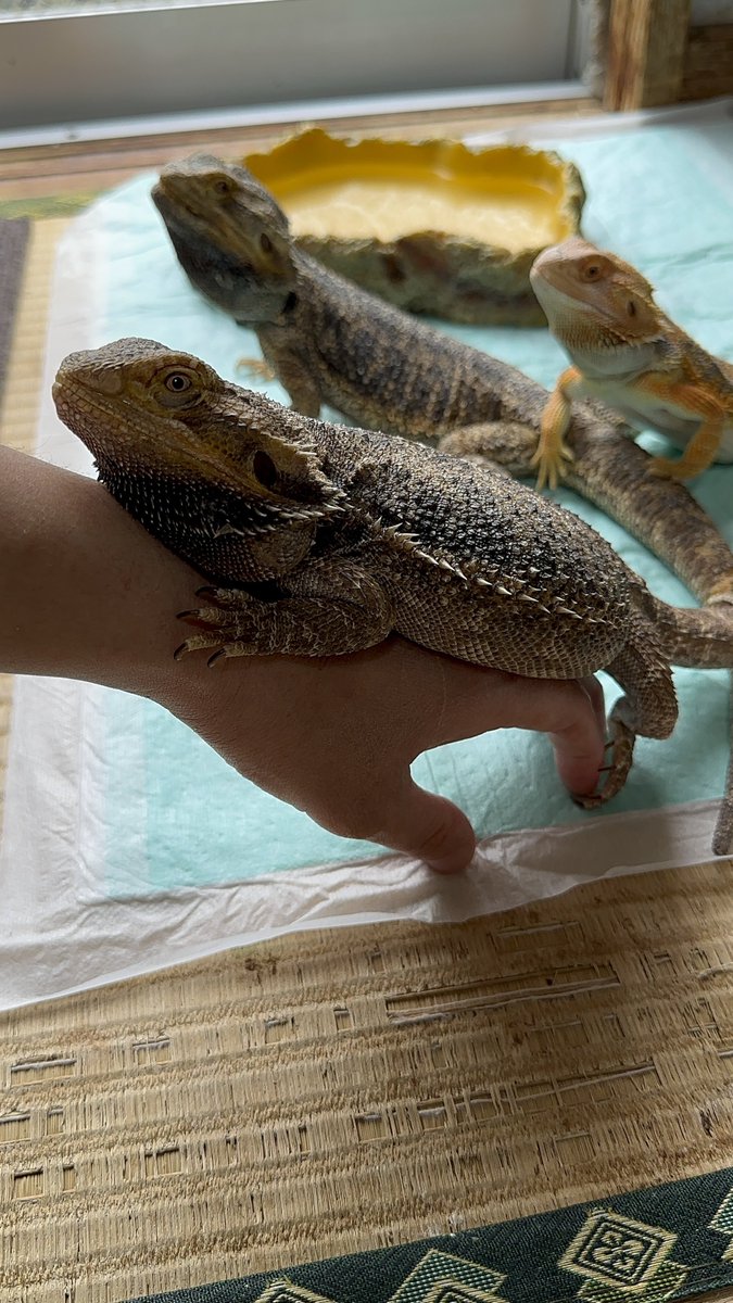 トカゲとプレコ tweet media