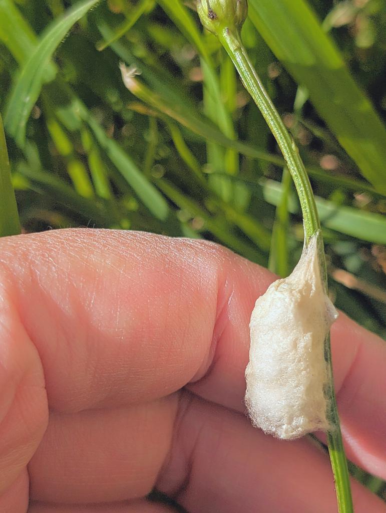 中村日南 tweet media