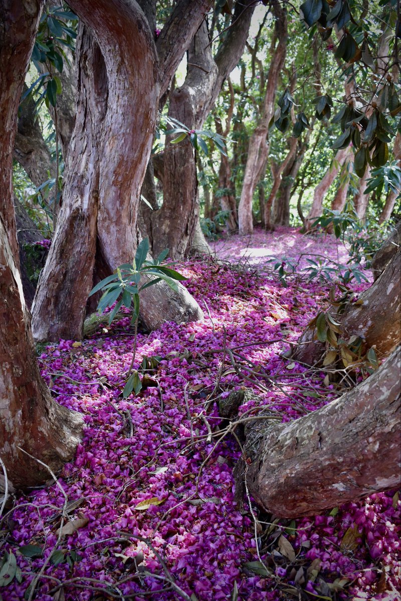 あぶそる〜とロンドン Absolute London tweet media