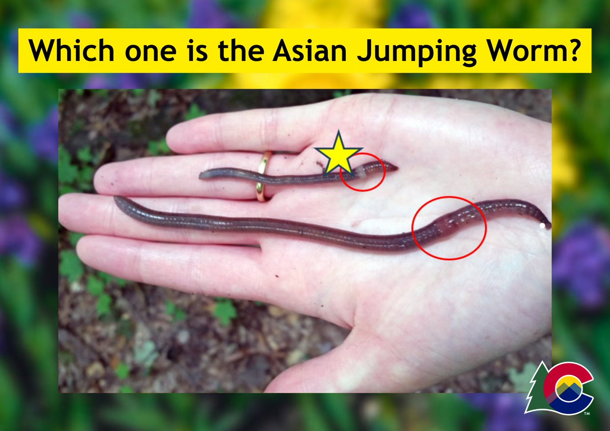 Governor Jared Polis tweet media