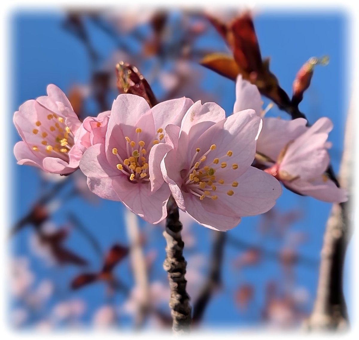 1728nnsss's tweet photo. 桜咲いたぁ～
列島樹断北に到着
春…イラゃシャイ https://t.co/8wXwwWdVKr