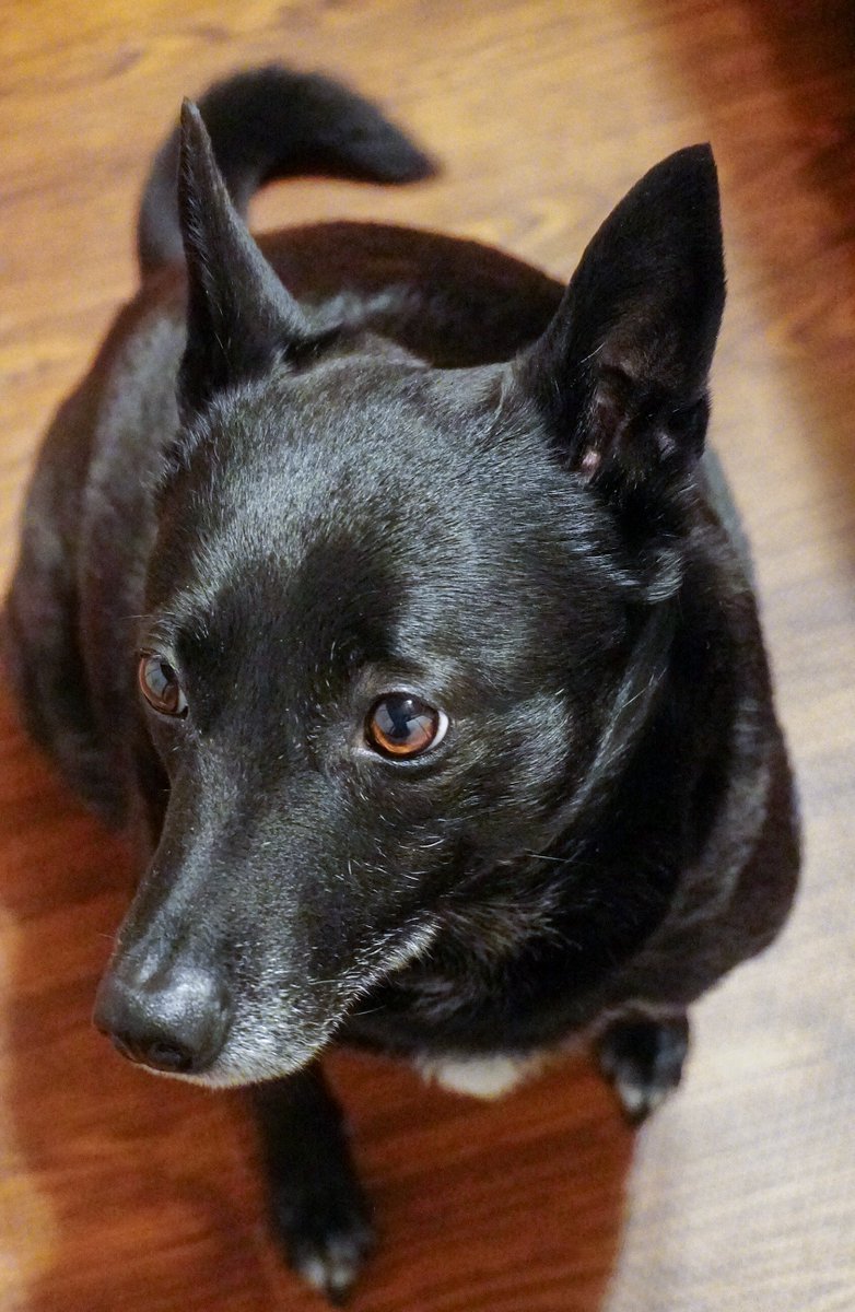 人間池畑と愛犬たび(８歳２ヶ月) tweet media