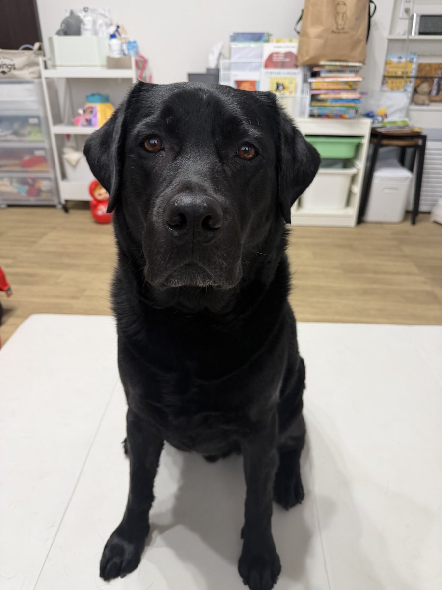 埼玉のスバル🐕‍🦺SUBARU tweet media