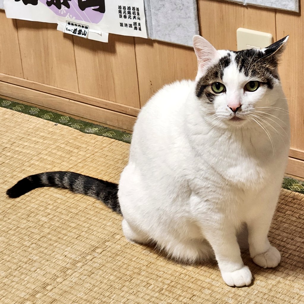 深谷陽 tweet media