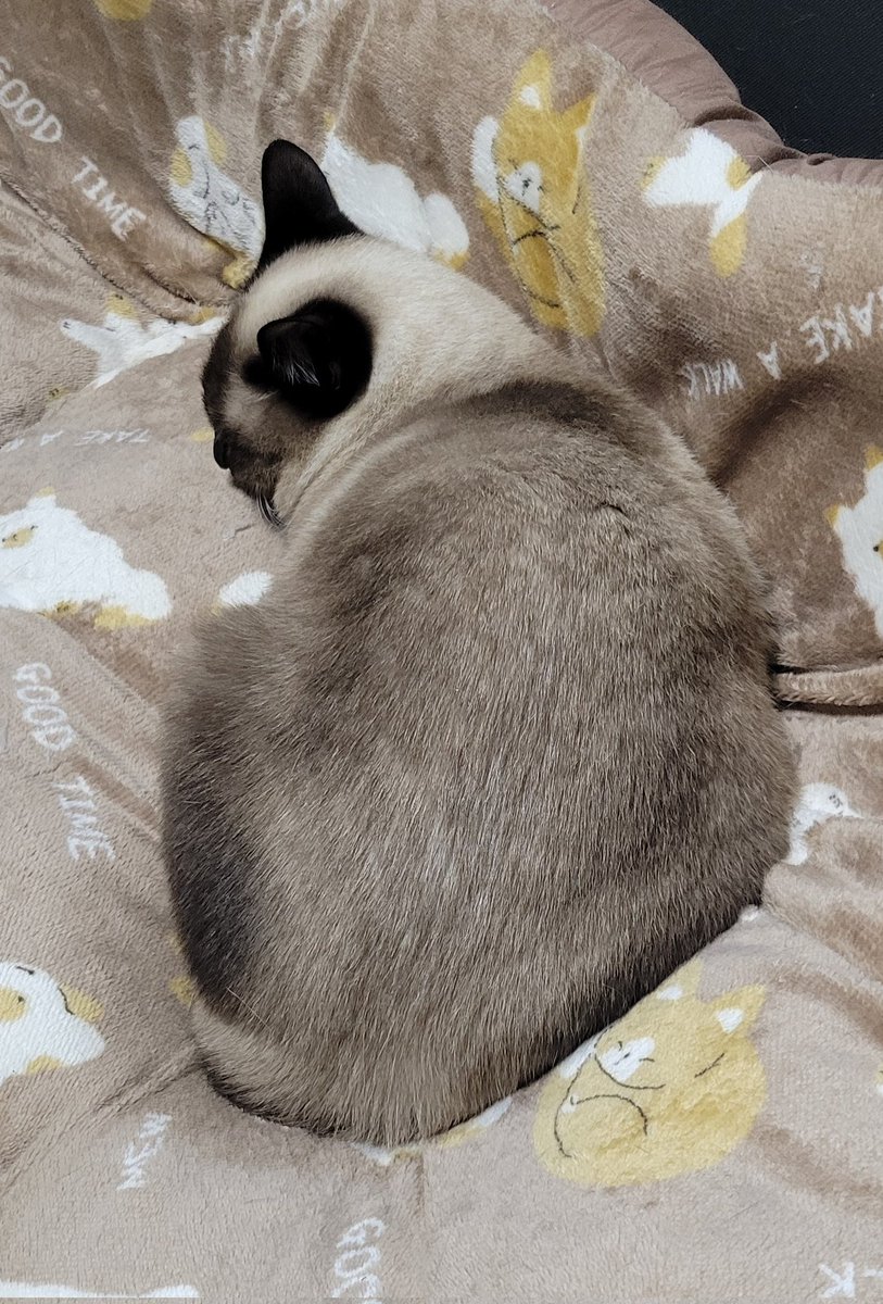 ぱっく tweet media