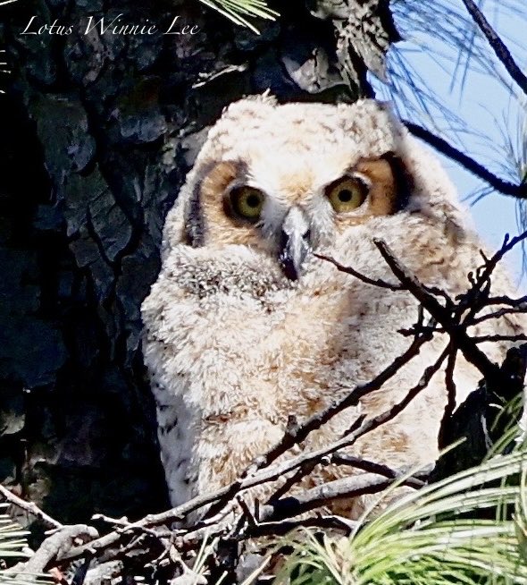lotuswinnielee's tweet image. 😍🦉❤️ My love for Owls💚🦉🥰 “Look of Innocence”  This Great Horned Owlet just waking  up &amp;amp; looking at the world in front of him. Love this adorableness!! 😍🥰 What do you see little one?  #greathornedowlet #owls #owlets #greathornedowls #birds #birdwatching #wildlife