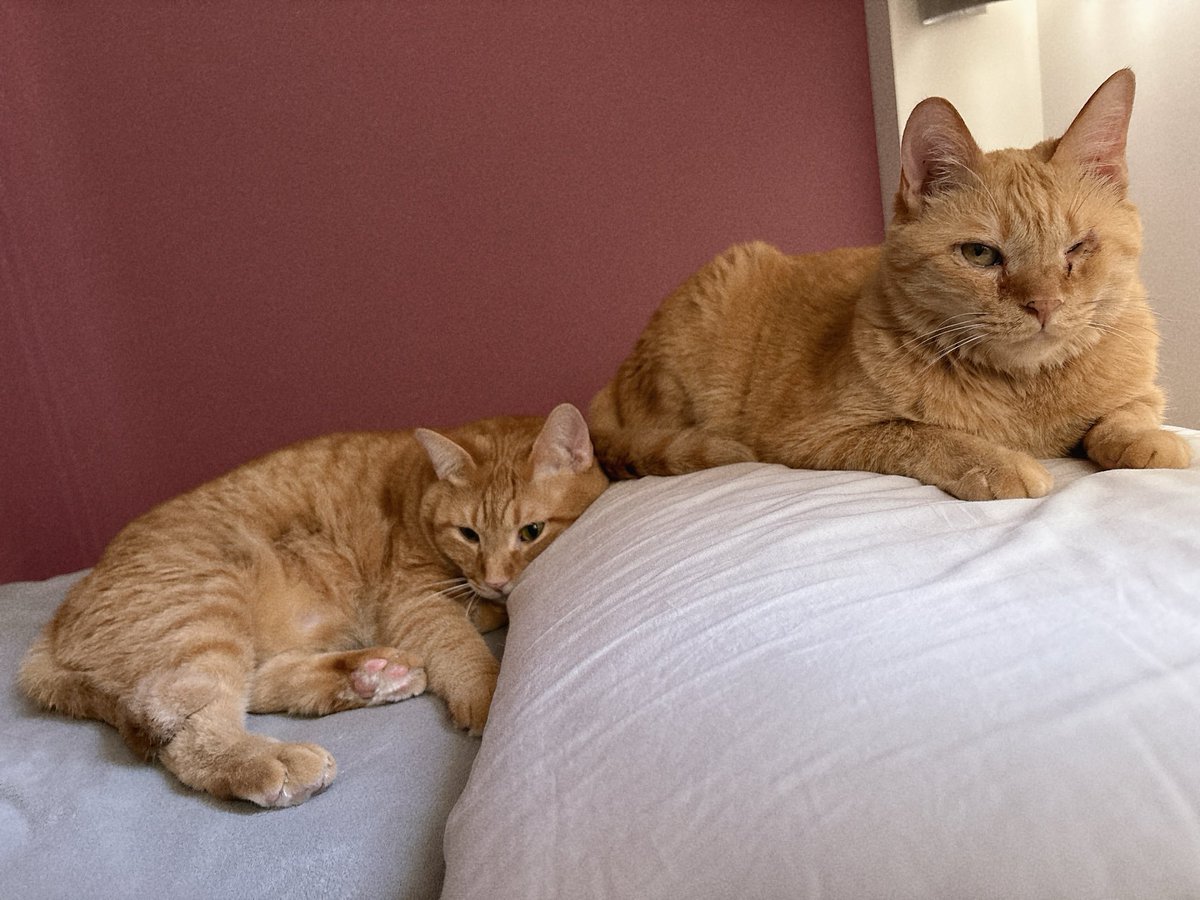 おはようございます。目覚めて横見たらこんなでした🐯🐯今日もよろしくお願いします