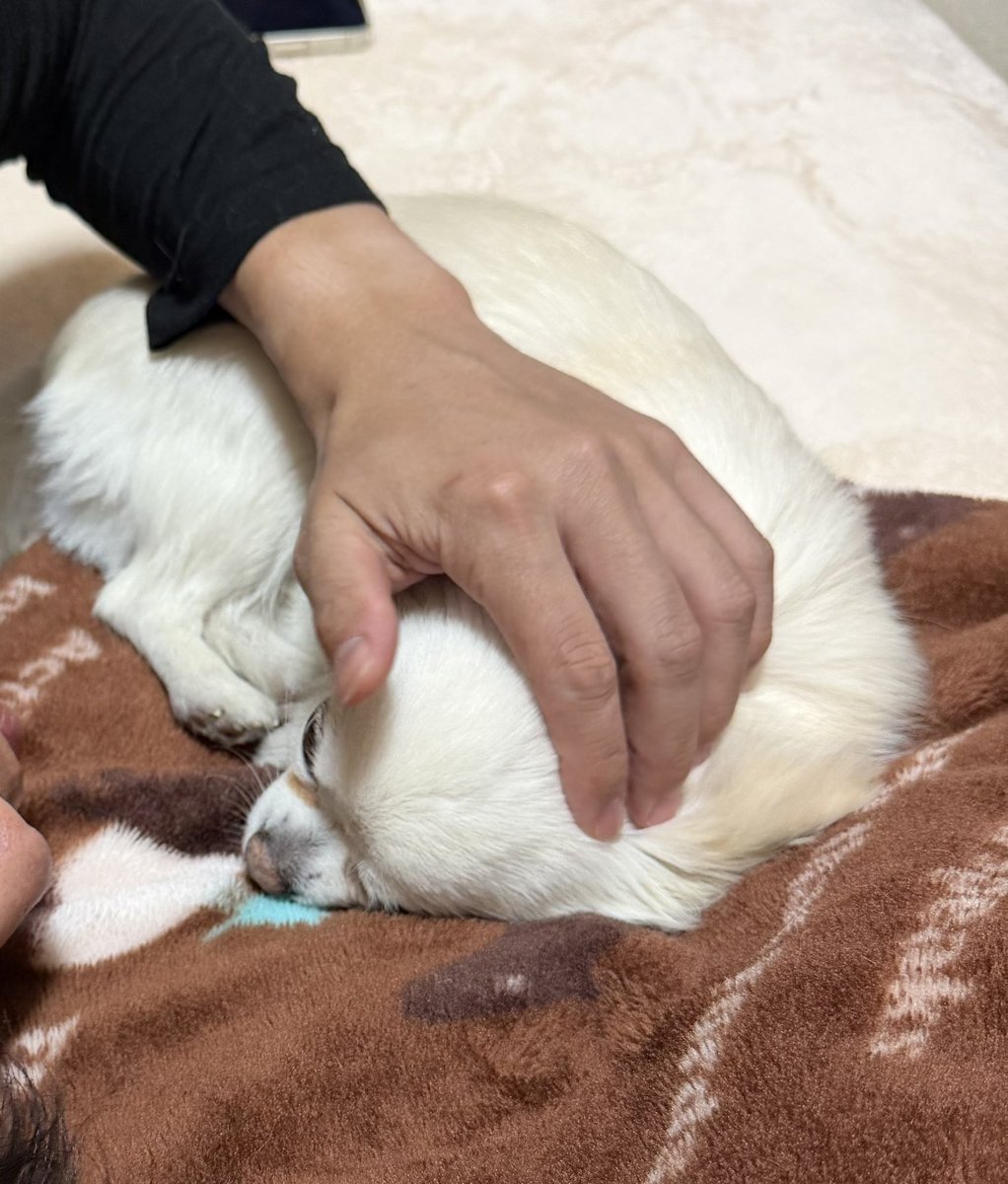 MUGIn_newtw's tweet photo. ずっとなでなでしていたい🐶
#チワワ
#犬のいる暮らし
#あさかつ https://t.co/h8S21flrnJ