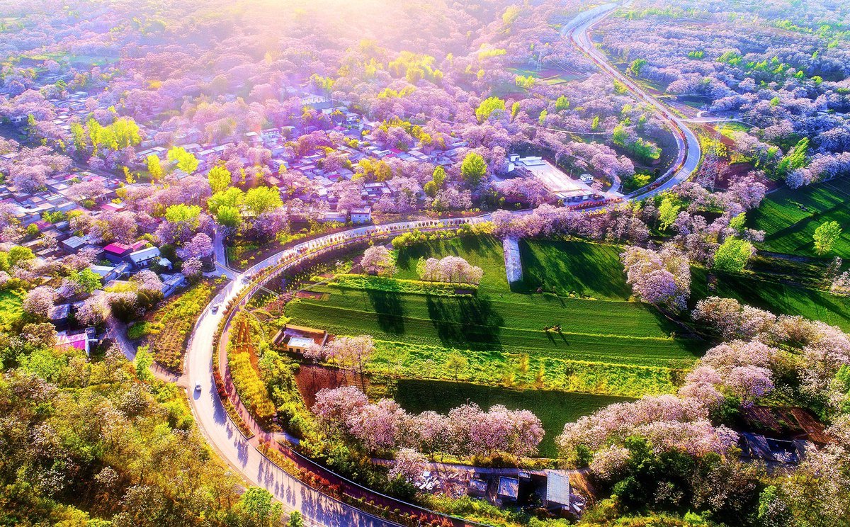 ColorfulXuchang's tweet photo. #2026XuchangTravel The #paulownia trees in the #Xuchang countryside are in full bloom! It's absolutely stunning! https://t.co/wmPEm9TLA5