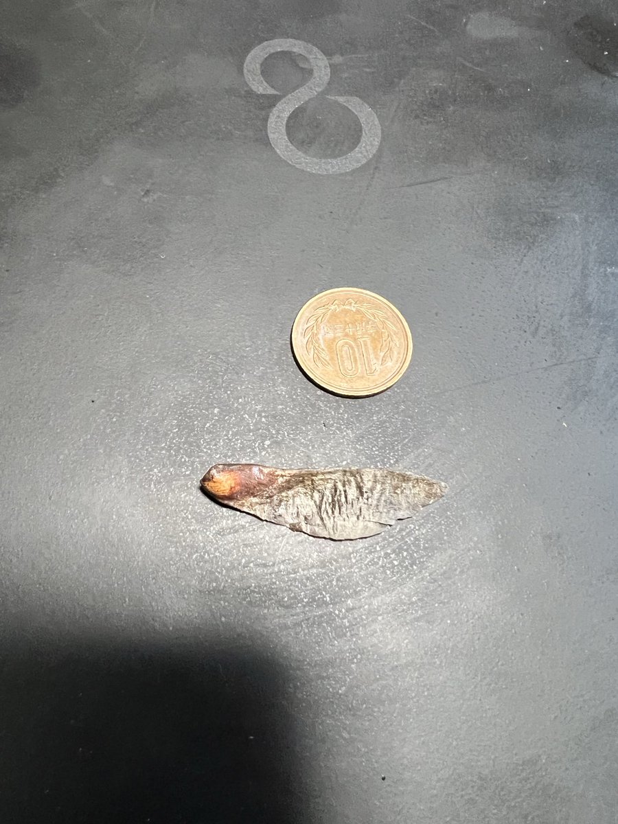 にゃんパパ tweet media