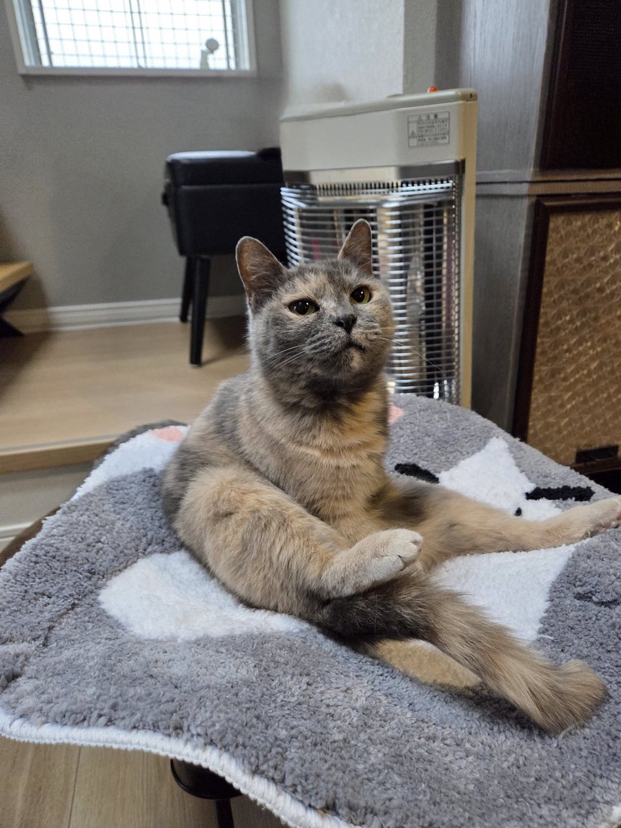 にゃんこの執事 tweet media