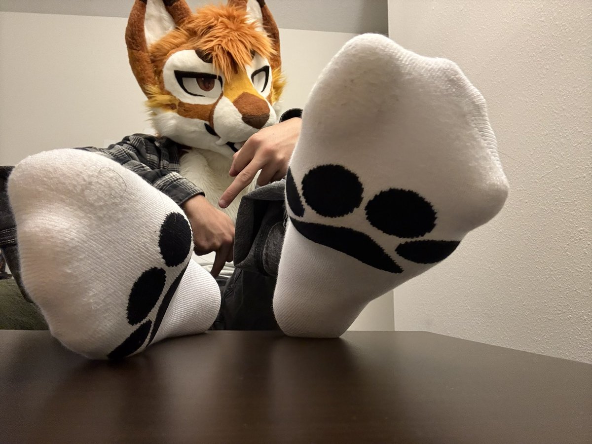 Cash Cat tweet media