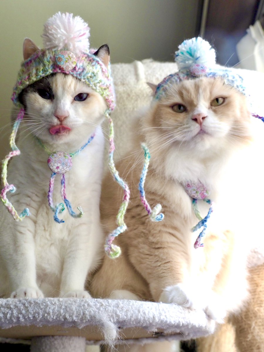 徒然猫屋。😺5/2-3大阪にゃんこ博覧会😻5/8-11そごう横浜店ねこ展 tweet media