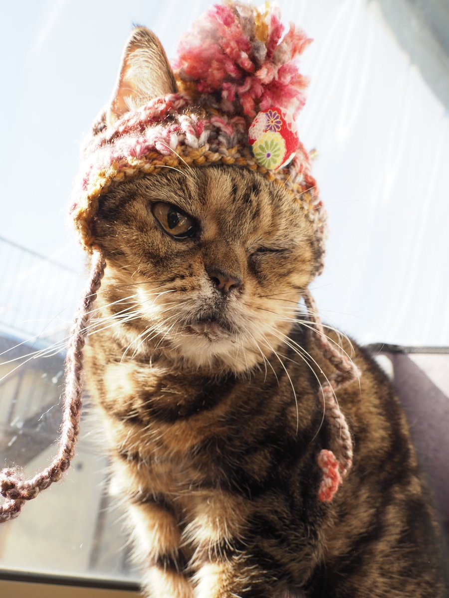 徒然猫屋。😺5/2-3大阪にゃんこ博覧会😻5/8-11そごう横浜店ねこ展 tweet media