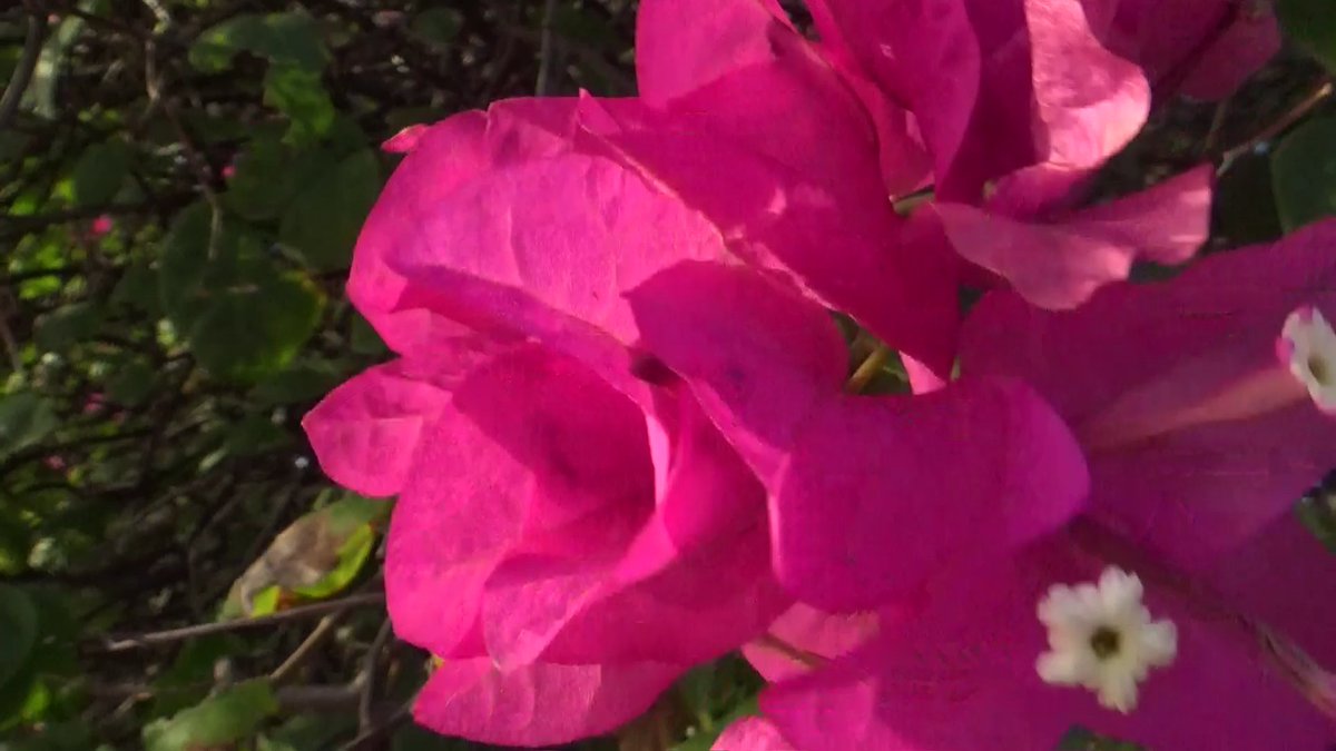 Splendor at the edge of the forest tweet media