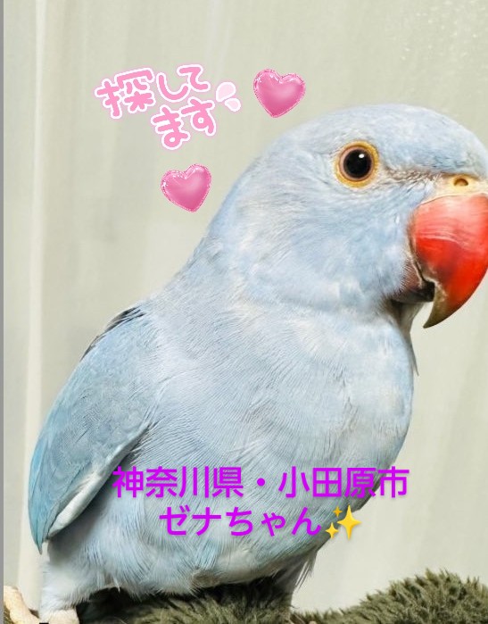 ワンコちゃん☺️ tweet media