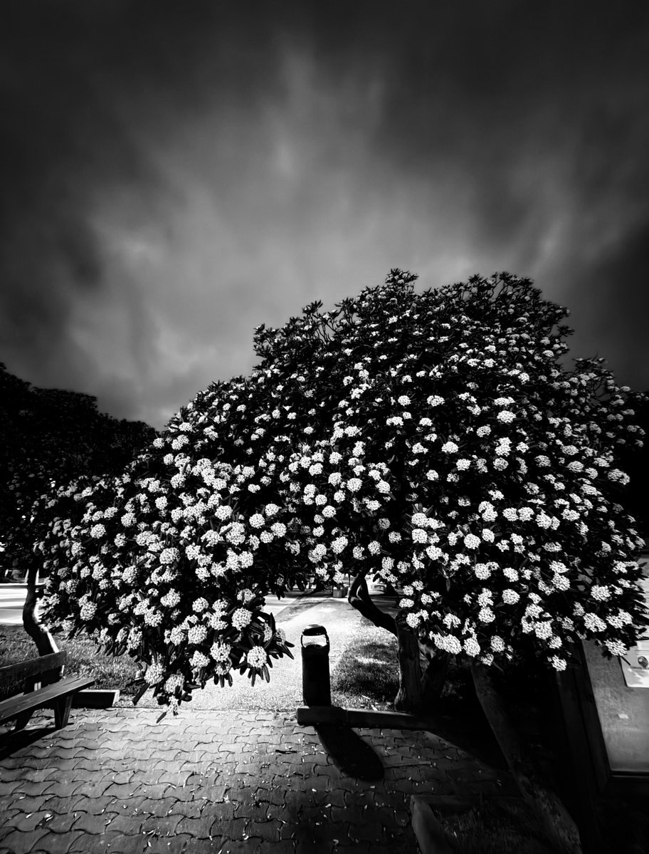 Alonein43672278's tweet image. #photography #blackandwhite #park #tree #flowers
