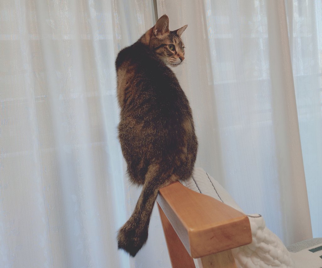 ニャルソックしたいなあ
カーテン開けてほちい😺

ん〜雨なんだよね
お空暗いよ……🤭