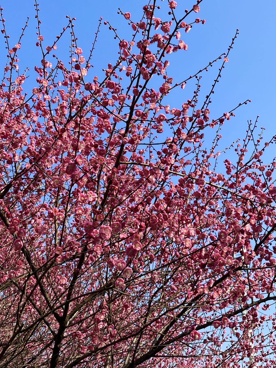 Rebecca Fay Horner tweet media