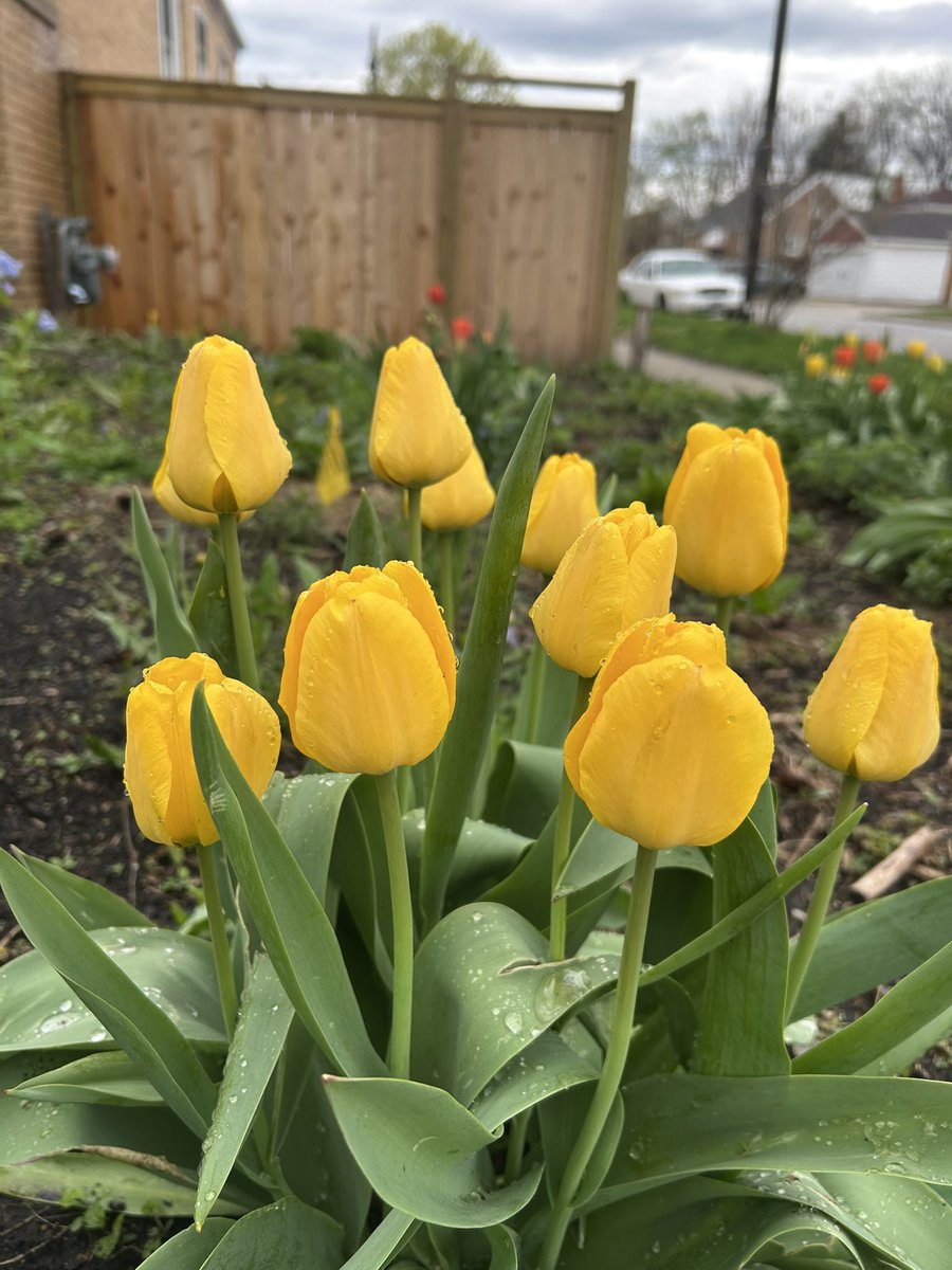 yoyamimi's tweet image. Walking in the streets of #Illinois #Spring #tulips