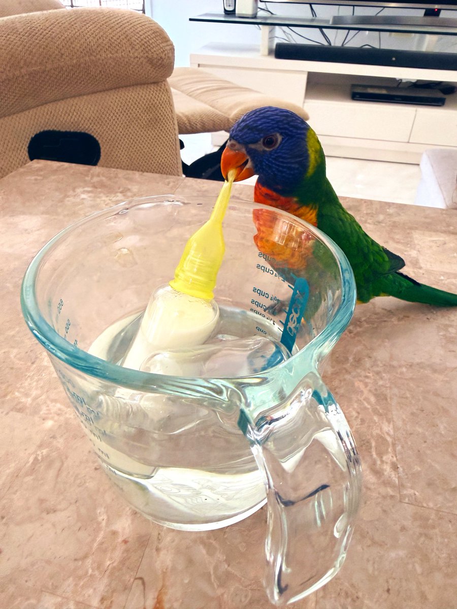 SunnyHeartQLD's tweet photo. 本日も朝から元気なイタズラっこが此処に💁🏻‍♀️
とにかくみんなのミルクの味が気になるみたいです🍼 https://t.co/30QIVZiNaF