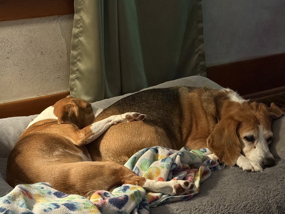 HoundDogLove1's tweet image. One last post before bed. Beagle love #snuggles #beaglelife #nationalbeagleday