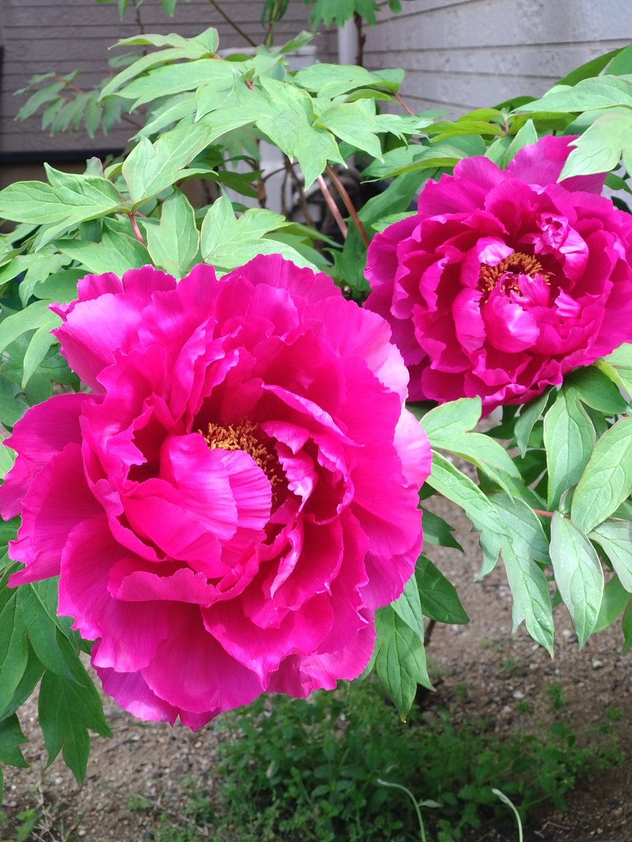 hiroちゃん (ひろiro) tweet media