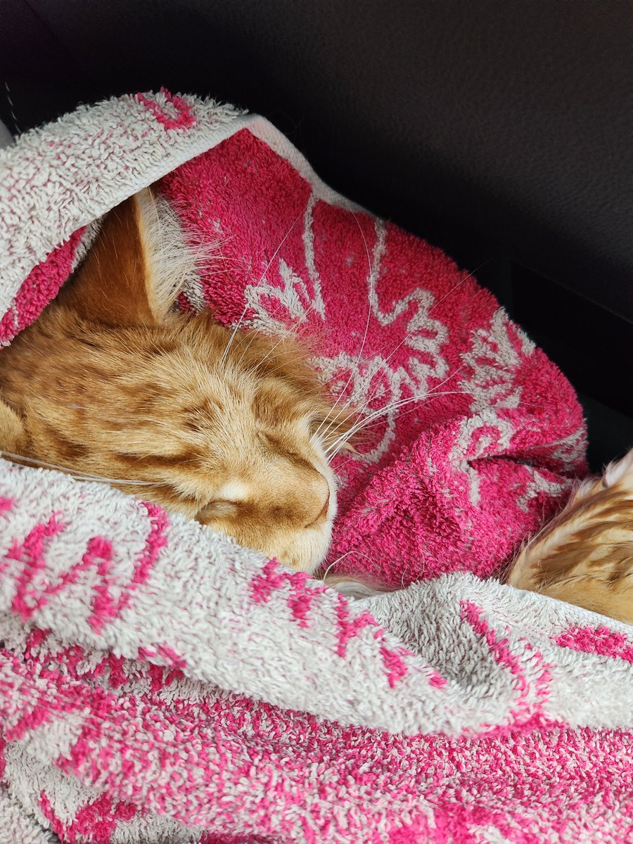 おちゃまる tweet media