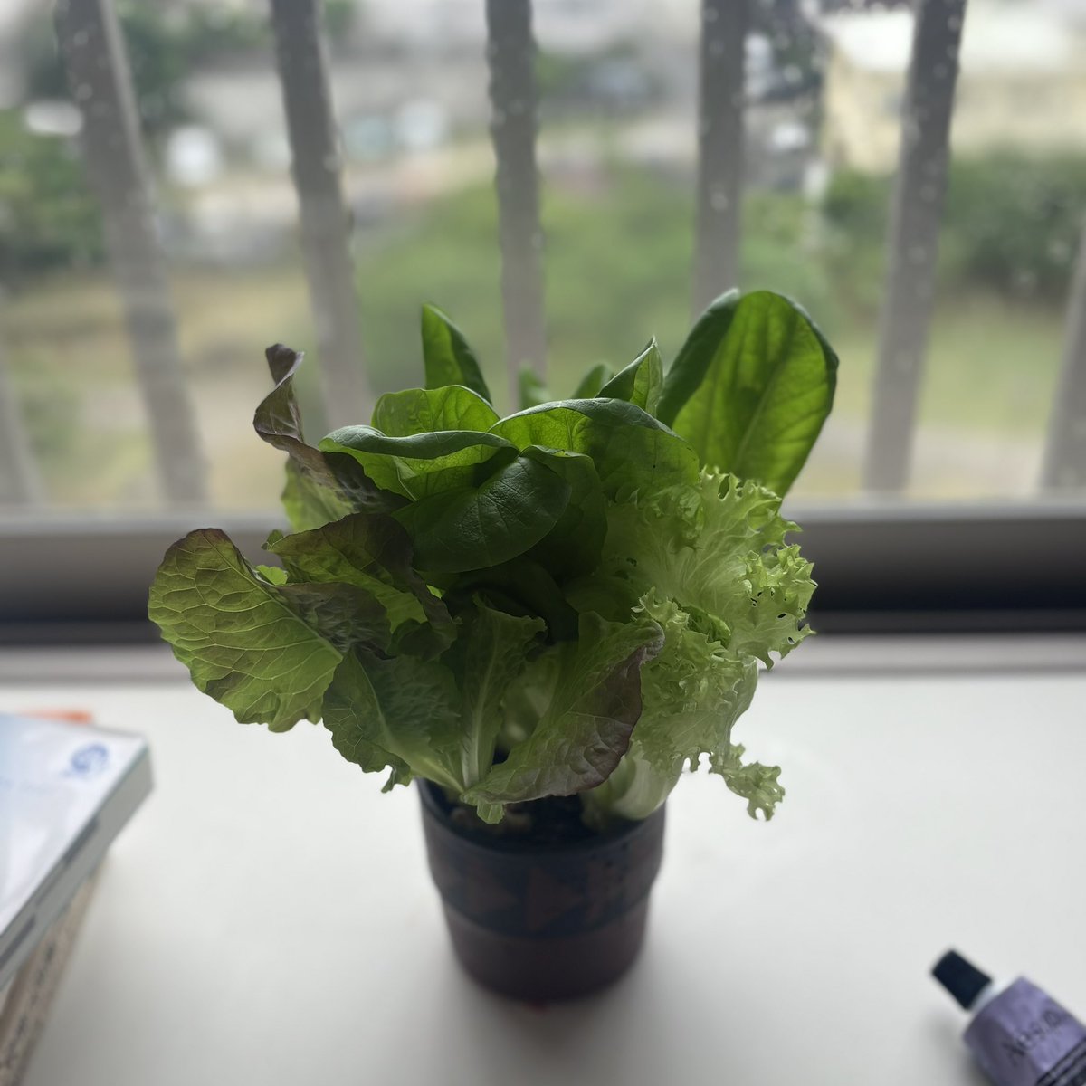 スーパーで買った後も水耕栽培して再収穫