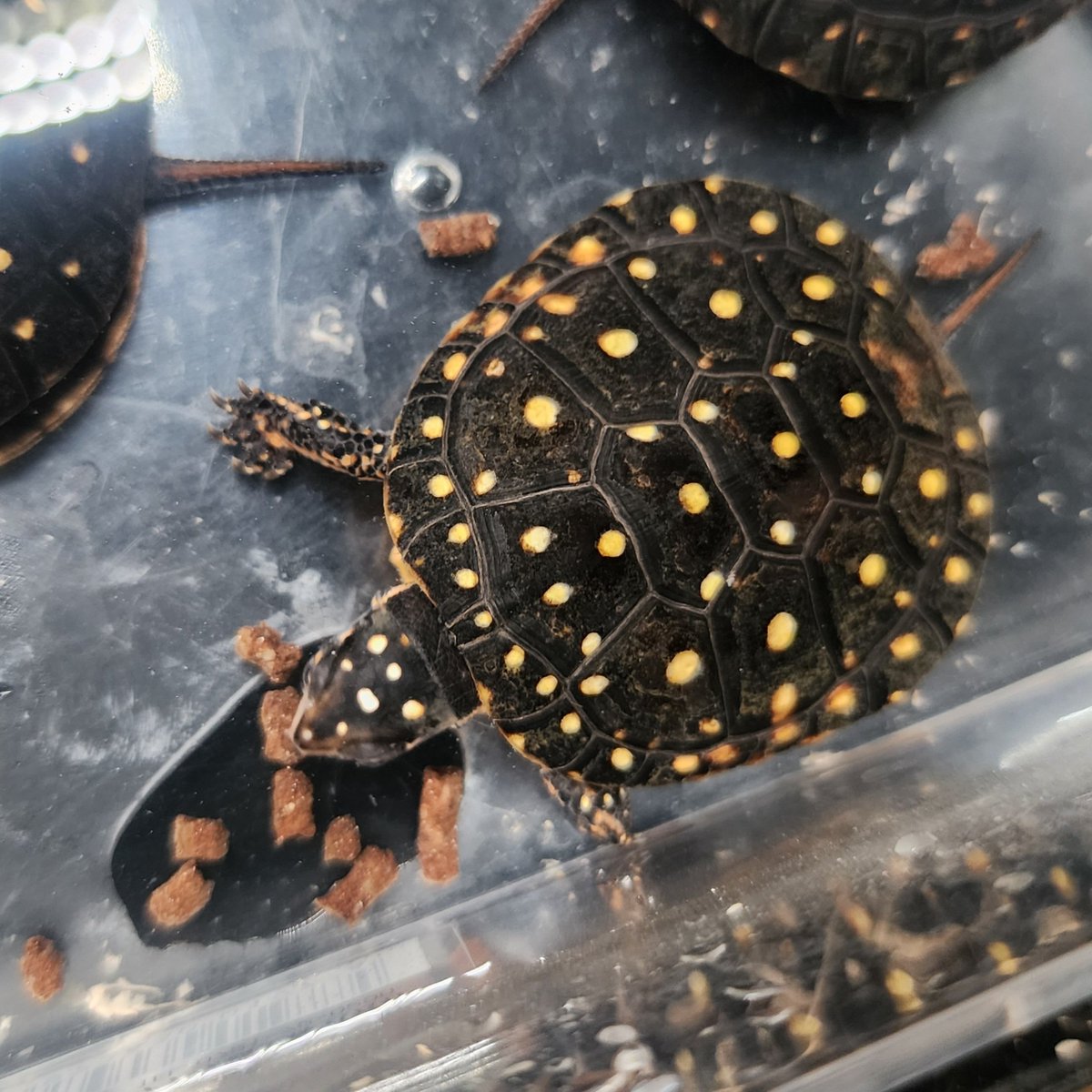 キボシ帝国 spottedturtle⭐empire tweet media