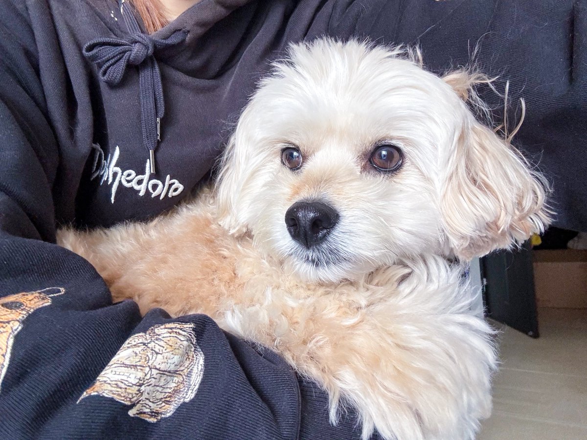 inu_beer's tweet photo. なぜ火災報知器点検にきたおにいさんと遊べないのか？なぜ犬は捕獲されているのか？解せぬ犬 https://t.co/g3AqWQcxMN