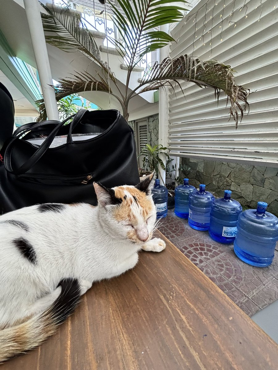 julyo ⋆˚ tweet media