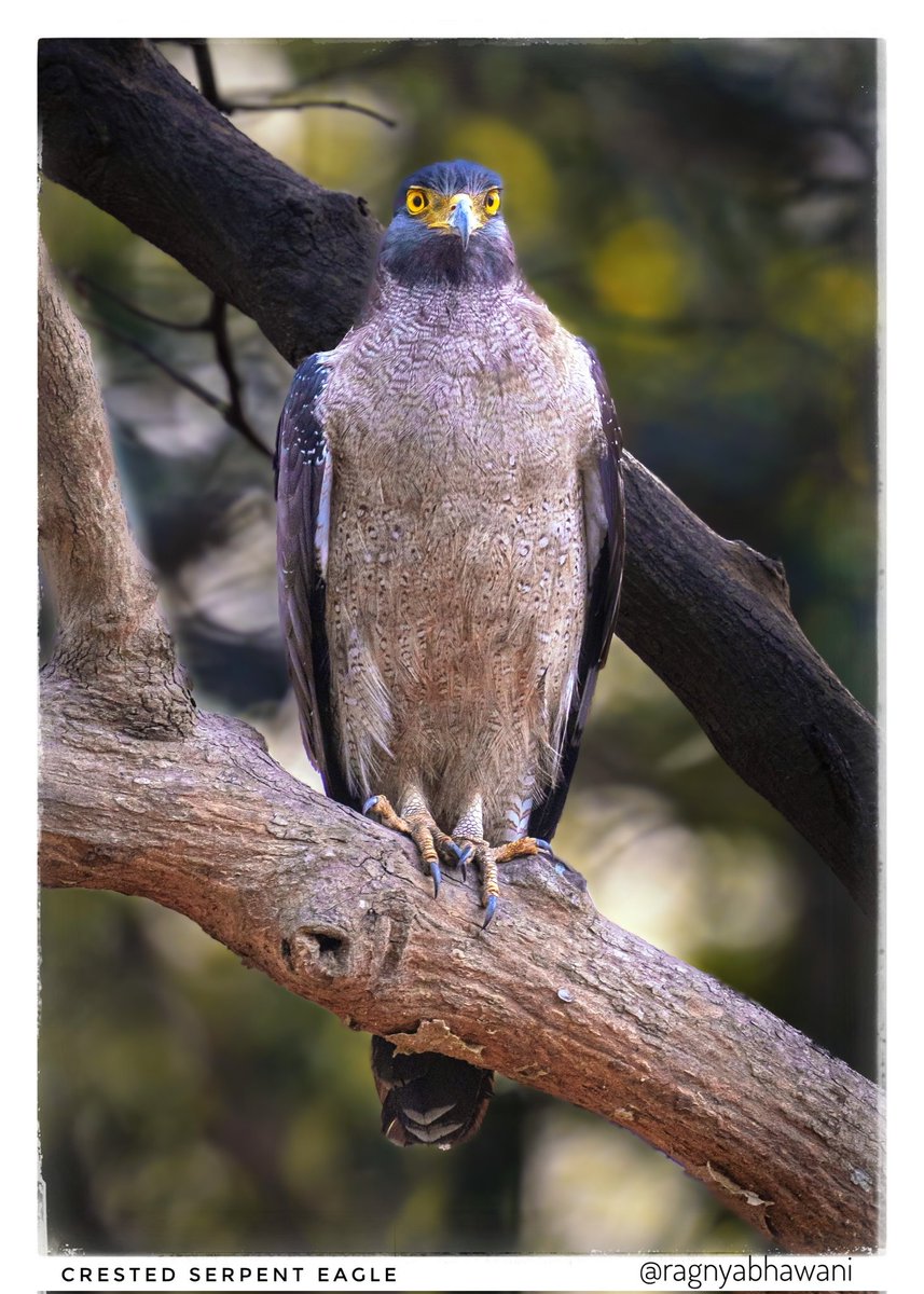 ragnyabhawani's tweet photo. Suprabhat 🙏
Crested Serpent #Eagle
One of the common but elegant #Raptor #Garud from #Dudhwa NP
#BirdsSeenIn2026
#IndiAves #natgeoindia
@bahutbadadanda @Devahoothi @sanshali1 @ClimbhiKc @Krishnaa_Murari @NatureIn_Focus https://t.co/DclC0kd3DN