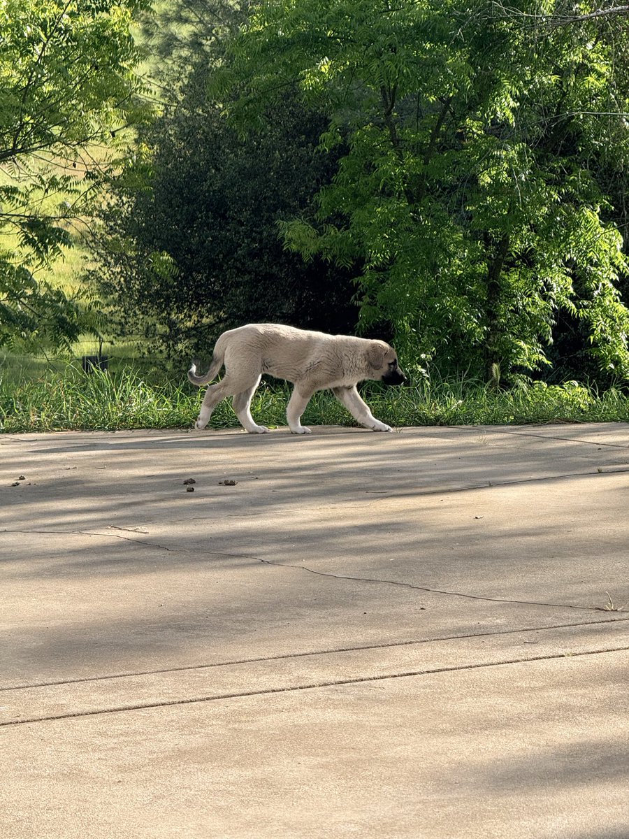 Lisanne Glavich-Feral Until Further Notice tweet media