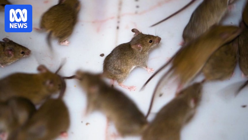 HumanisingMen's tweet image. Farmers say an easy solution to the mouse plague has been rejected abc.net.au/news/2026-04-2… #mice #plague #pest