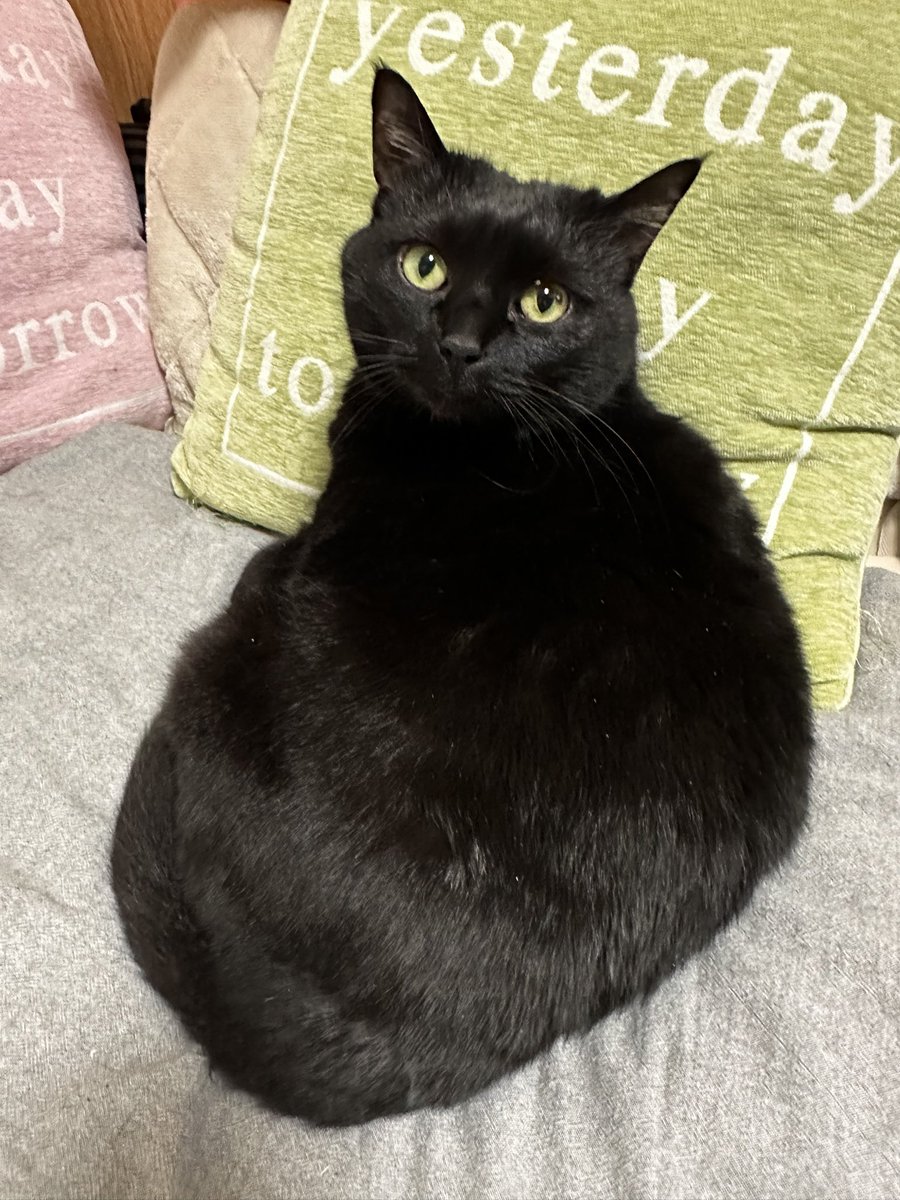 Madoka Hitoyoshi🇧🇪🇯🇵 tweet media