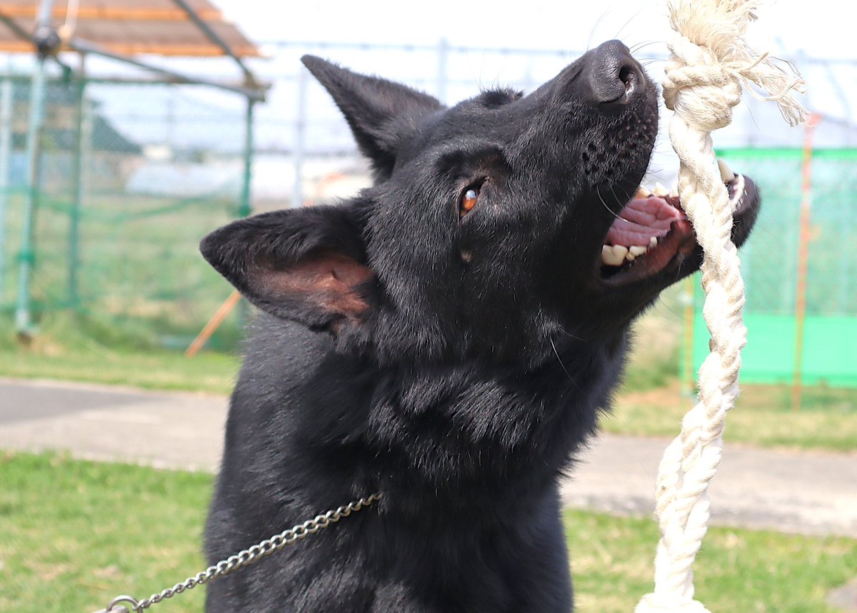 matsushimabase's tweet photo. 🐕‍🦺松島基地新メンバーをご紹介🐕‍🦺
新しい警備犬の仲間としてアイン号♀（１歳３ヶ月）がやってきました！これからハンドラーと共に警備犬として訓練を積んでいきます💪
アイン号をよろしくお願いします🎶
#航空自衛隊 #松島基地 #警備犬 #ジャーマンシェパード #新メンバー https://t.co/X6N7yFdiNn