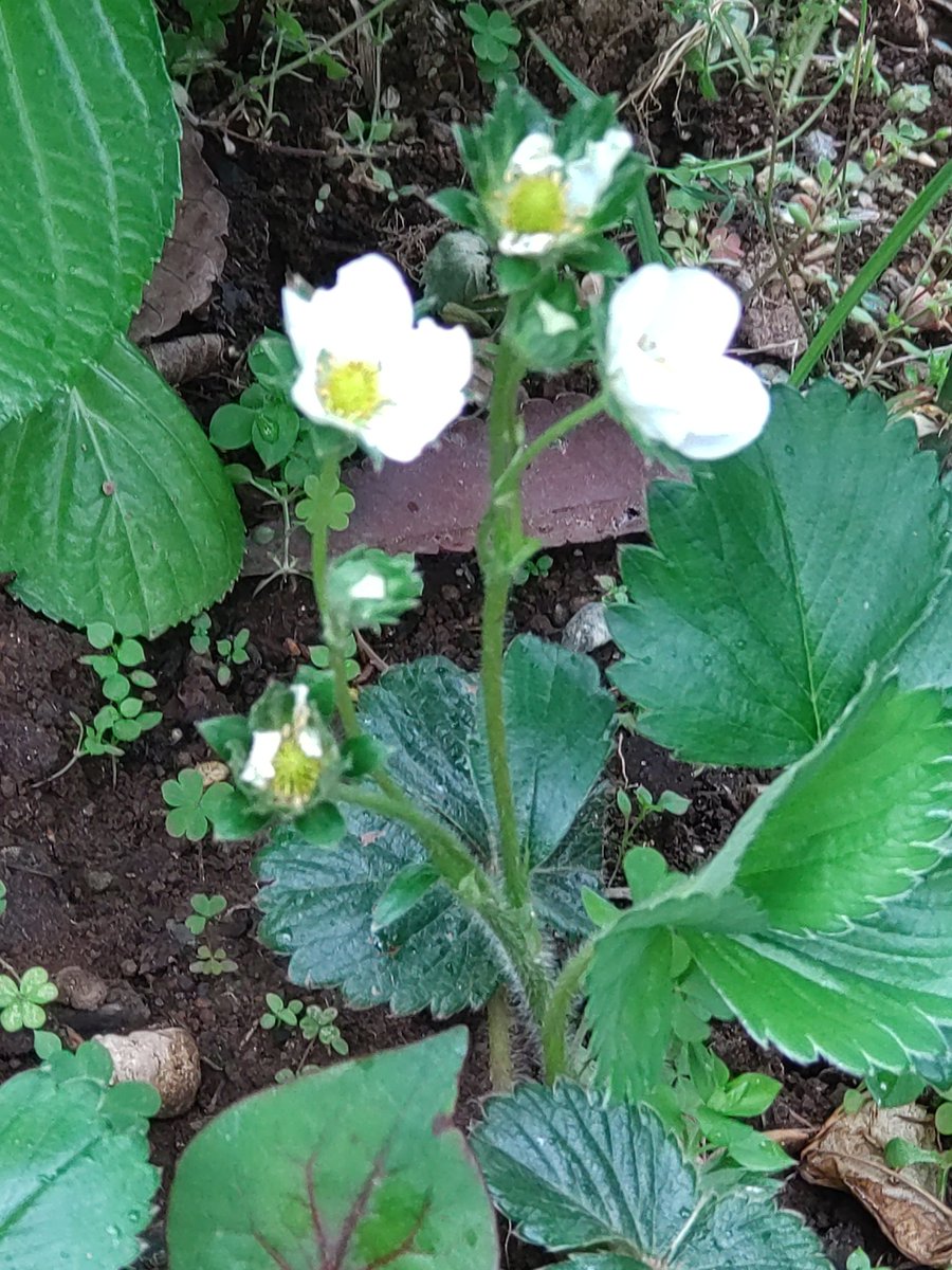 #戦争に反対するお花畑の会