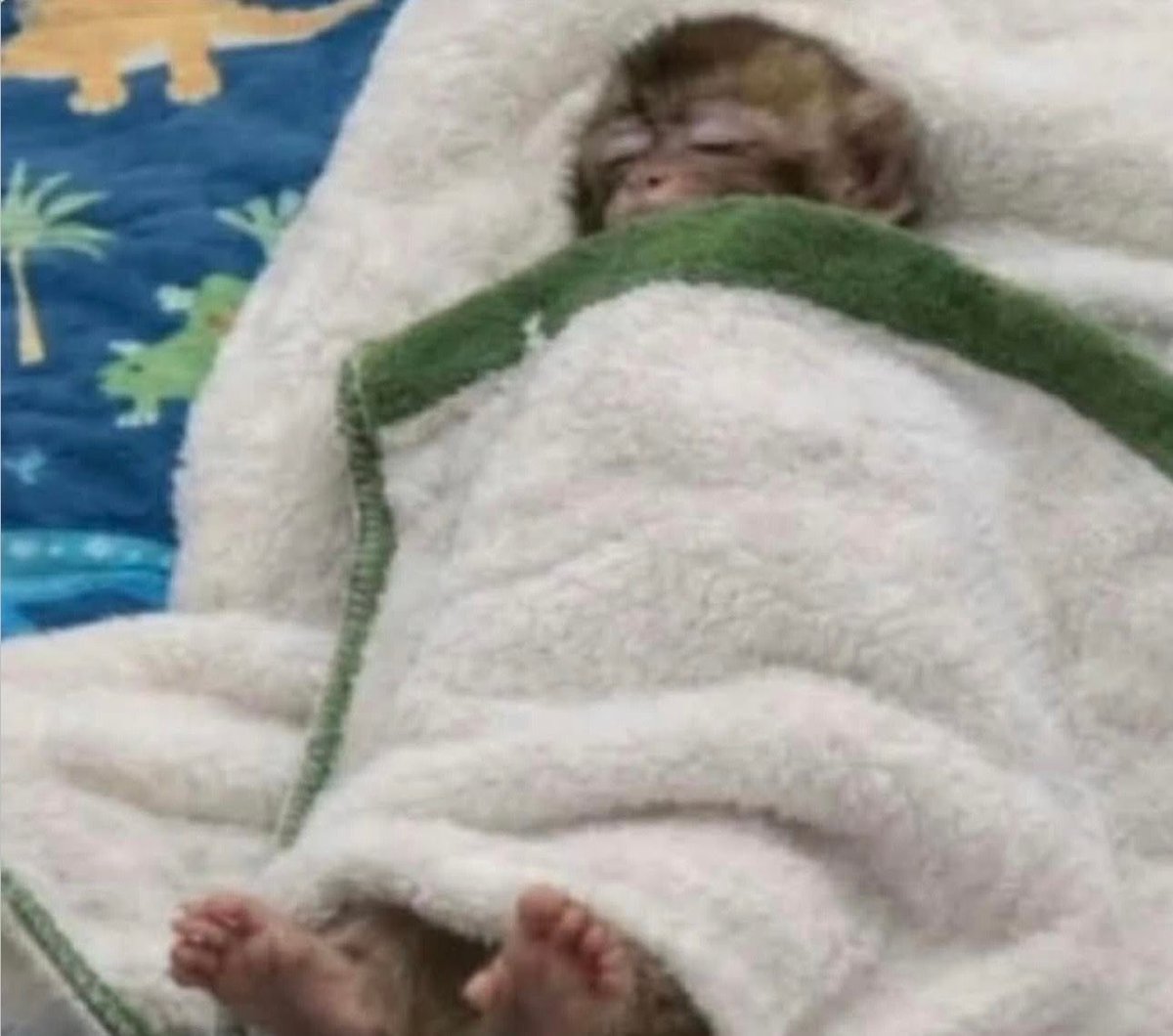 twittavit's tweet photo. "Se você dormir a tarde, não conseguirá dormir de noite" Eu de tarde e de noite: https://t.co/IwWUsFbeLF