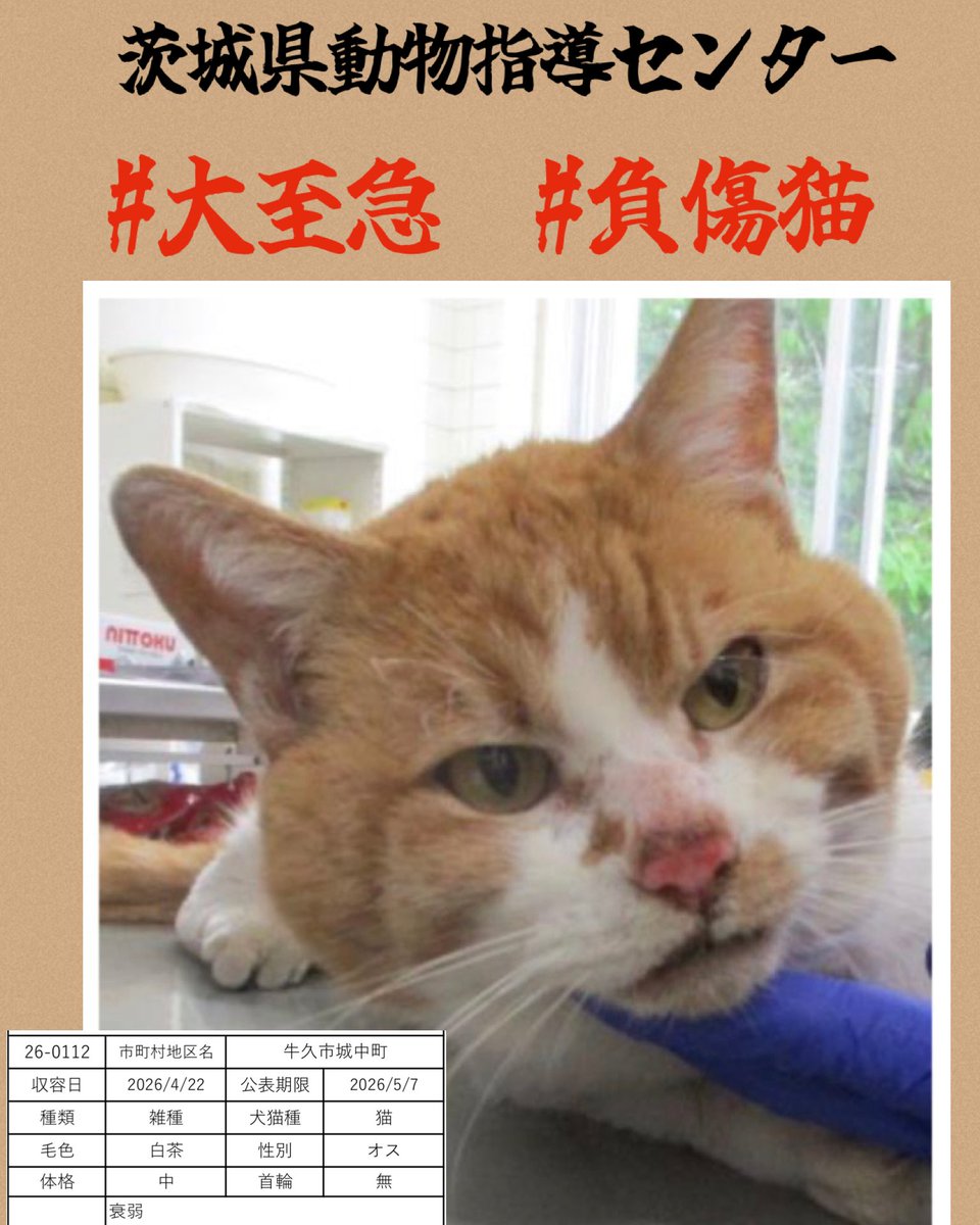 🆘♦️🆘♦️🆘
大至急‼️ #負傷猫
また衰弱猫さん
ボラ様から⬇️
未去勢のオス、飼い猫でしょうか
そんなに汚れてないし、痩せてない
公示が切れればセンター登録の
団体さんやボランティアさん経由で
里親さんになれます。
センターの子達に目を向けてください🍀🙏🏻
🆘4/22茨城県動物指導センター 🆘