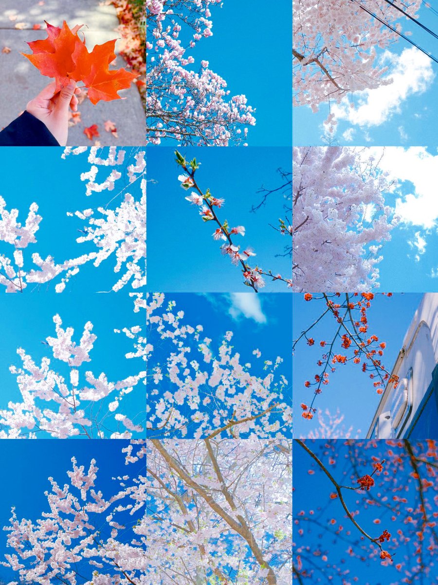 DarrenChen528's tweet image. Everybody around the world —
Share a flower from your corner of the planet.

I’m collecting them all:
one post, one bouquet, one moment of spring we create together.

Humans, travelers, dreamers…
Aliens drifting through the feed, feel free to add yours too 🌼👽