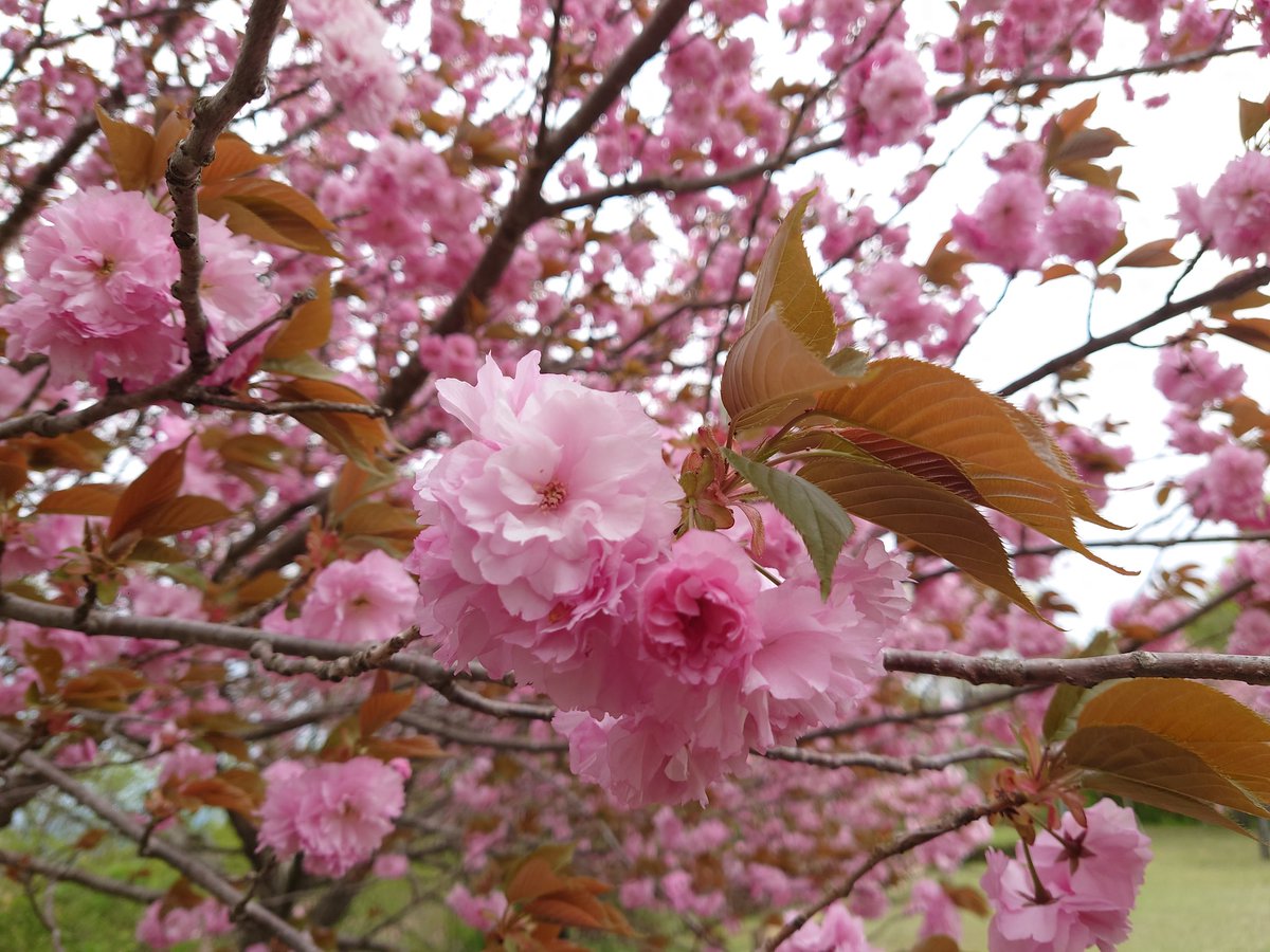 倶利伽羅さん八重桜まつり🌸