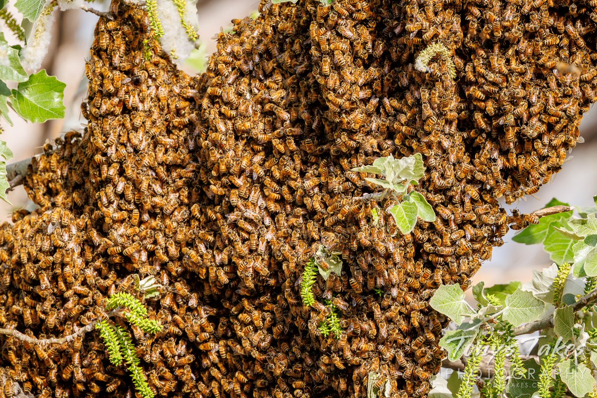 TonysTakes's tweet image. Swarm of bees searches for a new home. Certainly, I have seen pictures of this before, but this was my first time witnessing it in person. Very fun to see but it kinda freaked me out. LOL! 🐝

#bees #insects #wildlife #wildlifephotography #Colorado #OptOutside #QueenBee #swarm