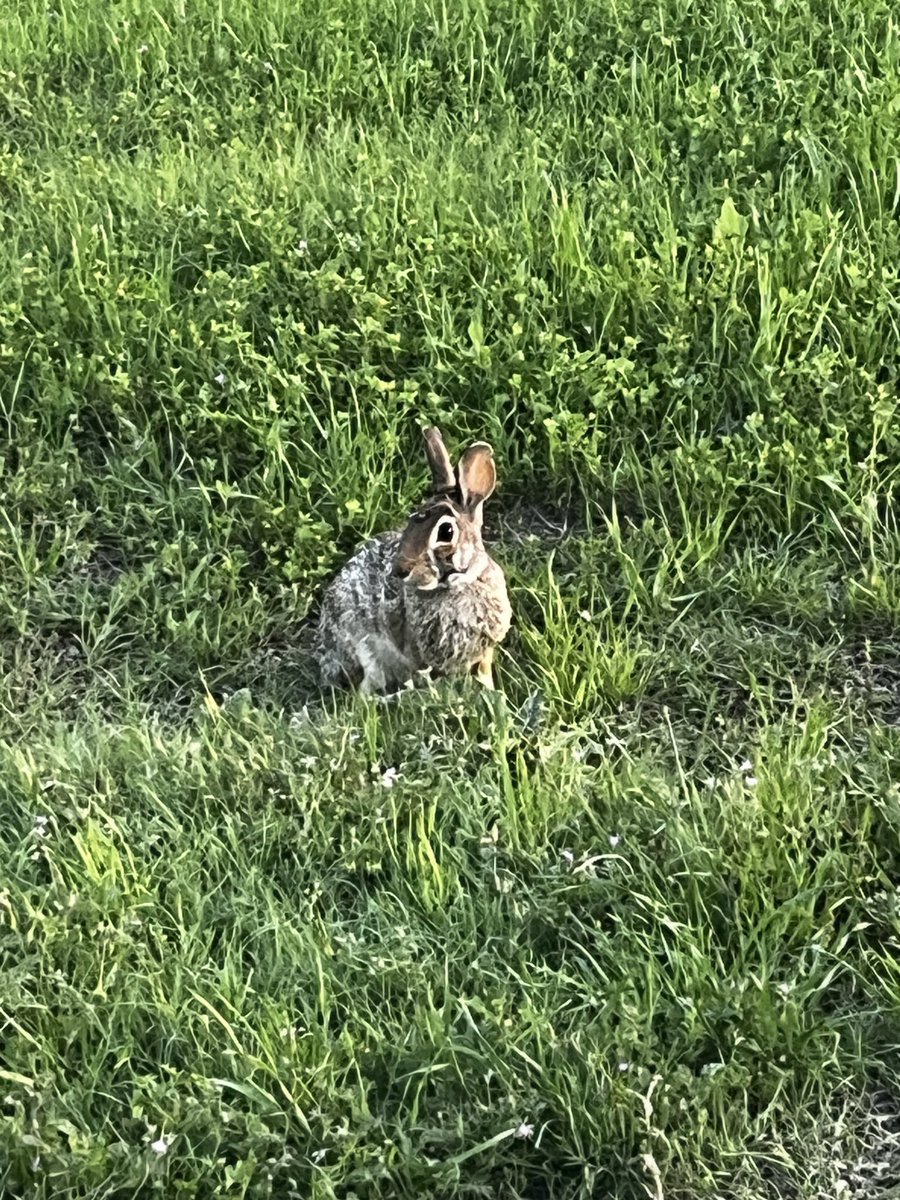 Persecute tweet media