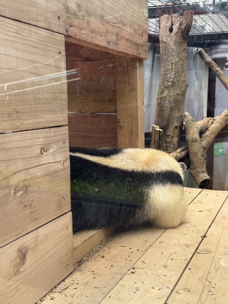 fooltrashbox's tweet photo. 今日も一日

#のれん無このは
 
#ミナミコアリクイ
#Southerntamandua
#anteater
#小食蟻獣
#野毛山動物園
#このは
#大黒柱の貫禄
#1日1コアリクイ
#ミナミコログ https://t.co/5kz5XJESxd