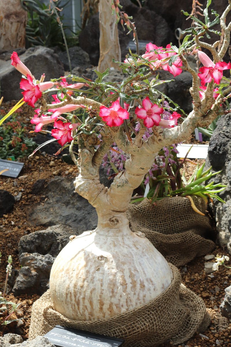 乾燥地植物室にて #アデニウム・オベスム・ソマレンセ が開花中！乾燥